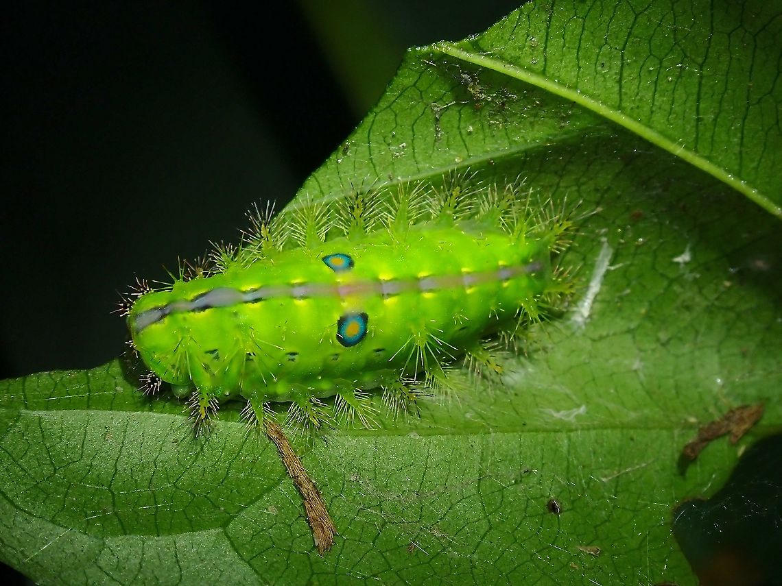 Stinging Slug Caterpillar - Quasithosea obliquistriga  Caterpillar,Malaysia,Moth,Quasithosea obliquistriga,Selangor,Stinging Slug Caterpillar