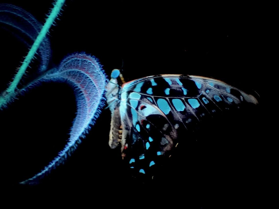 Different kind of glow Tailed Jay - Graphium agamemnon Butterfly under UV lighting, the green spots shows up as blue.<br />
Leaves of the plant it rested on, Miconia crenata (previously known as Clidemia hirta) showed up in red instead of blue or green under UV light. Butterfly,Graphium agamemnon,Malaysia,Selangor,Tailed Jay,Ultra Violet Light