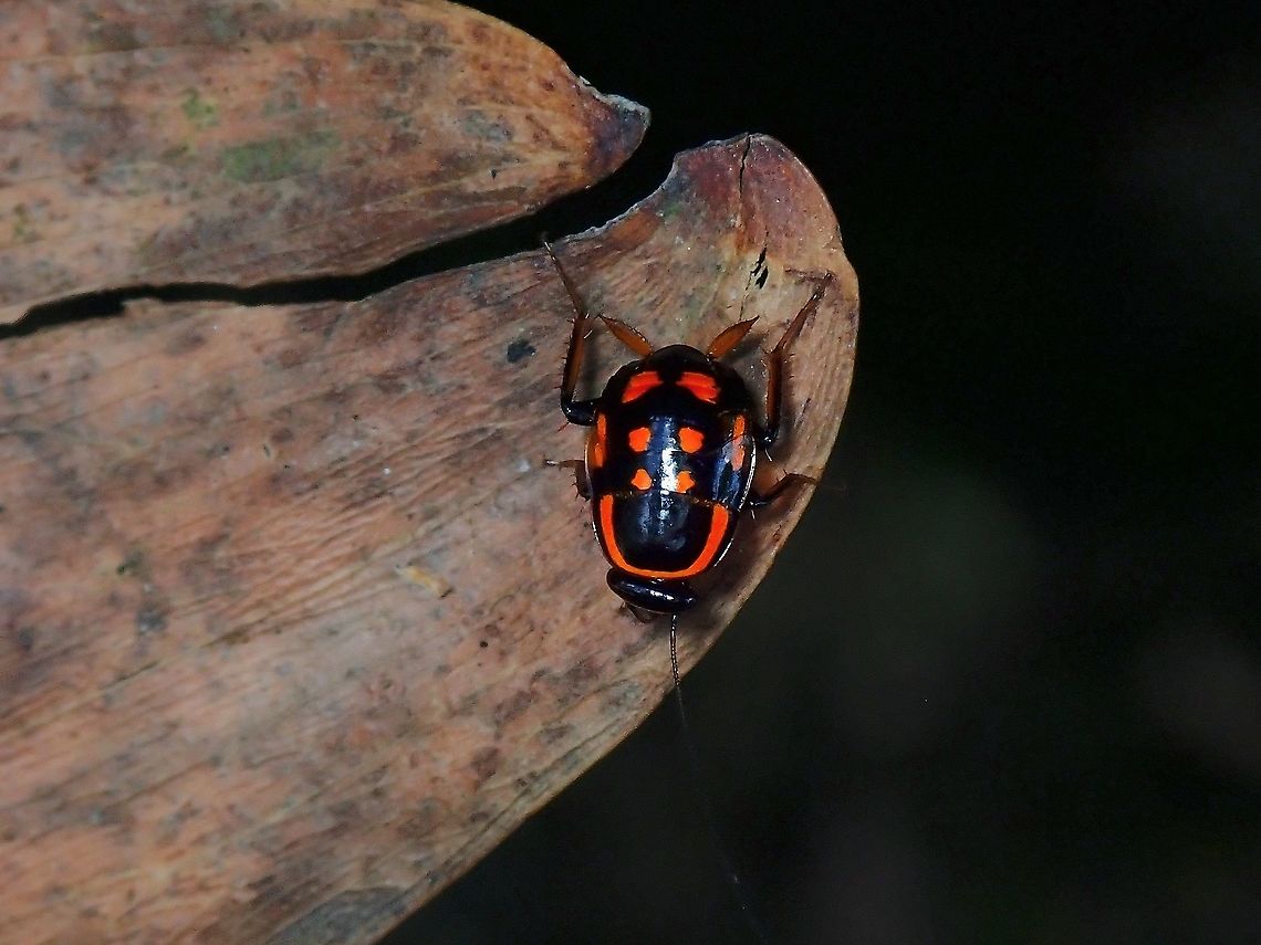 Beautiful Pest? Not often that one can say a Cockroach looks beautiful :D Cockroach,Malaysia,Selangor,Sundablatta sexpunctata,Wood Cockroach