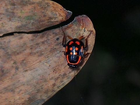 Beautiful Pest? Not often that one can say a Cockroach looks beautiful :D Cockroach,Malaysia,Selangor,Sundablatta sexpunctata,Wood Cockroach