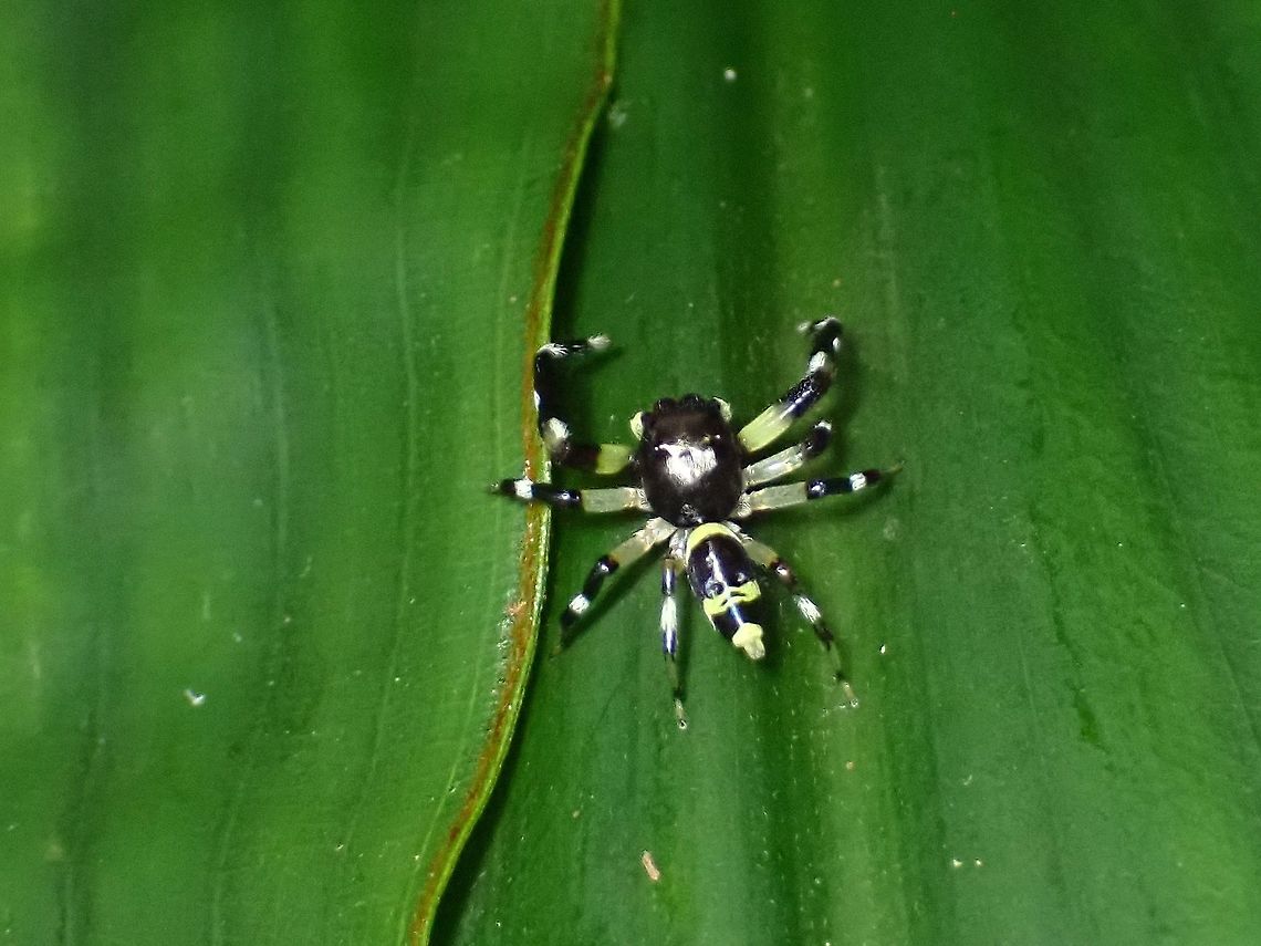 Jumping Spider - Thiania latefasciata  Jumping Spider,Malaysia,Selangor,Spider,Thiania latefasciata
