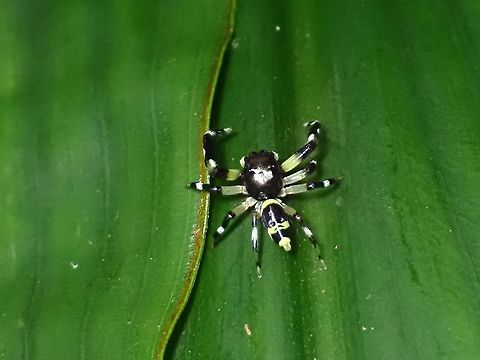 Jumping Spider - Thiania latefasciata  Jumping Spider,Malaysia,Selangor,Spider,Thiania latefasciata