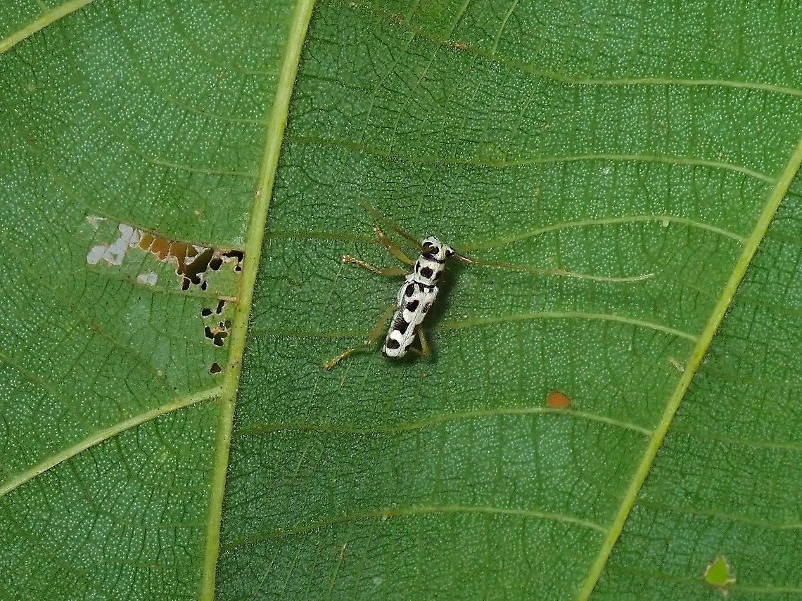 Black & White Small size of around 1 cm, this Longhorn Beetle is sensitive and difficult to approach for close-up pictures, fortunately, it keeps coming back to the same plant. Beetle,Longhorn Beetle,Malaysia,Menesia pulchella,Selangor