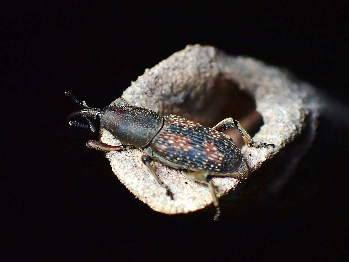 Sugarcane Weevil - Rhabdoscelus obscurus  Beetle,Malaysia,Rhabdoscelus obscurus,Selangor,Sugarcane Weevil,Weevil