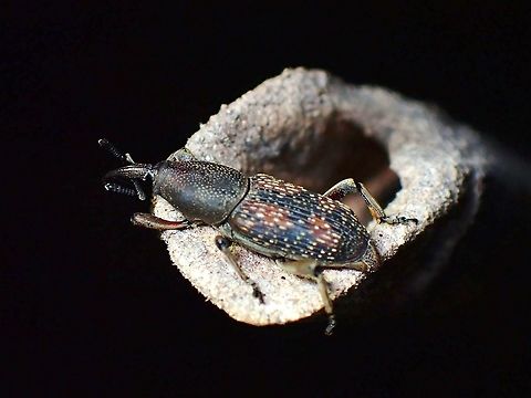 Sugarcane Weevil - Rhabdoscelus obscurus  Beetle,Malaysia,Rhabdoscelus obscurus,Selangor,Sugarcane Weevil,Weevil