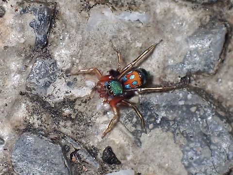 Jade Jumping Spider - Siler semiglaucus  Jade Jumping Spider,Jumping Spider,Malaysia,Metallic jumper,Selangor,Siler semiglaucus,Spider