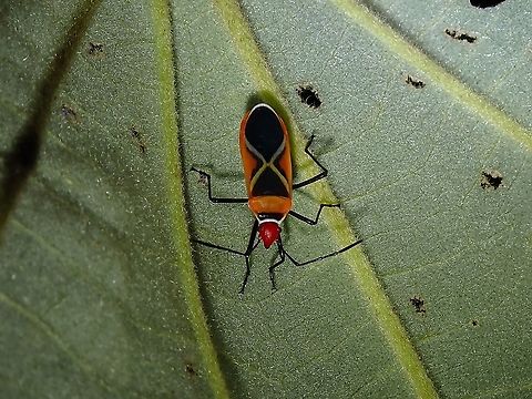 Cotton Stainer - Dysdercus decussatus  Cotton Stainer,Dysdercus decussatus,Malaysia,Red Bug,Selangor