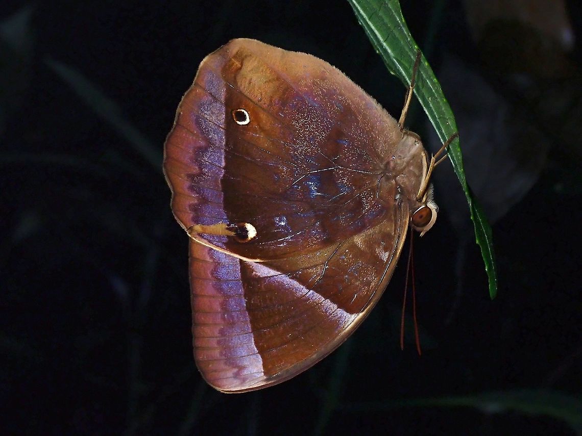 Dark Blue Jungle Glory - Thaumantis klugius  Butterfly,Dark Blue Jungle Glory,Malaysia,Selangor,Thaumantis klugius