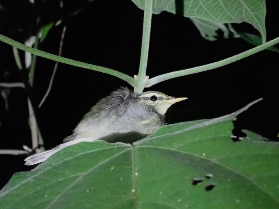 Eastern Crowned Warbler - Phylloscopus coronatus  Bird,Crowned Warbler,Eastern Crowned Warbler,Malaysia,Phylloscopus coronatus,Selangor,Warbler