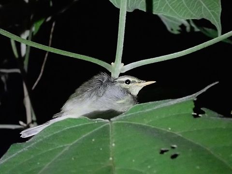 Eastern Crowned Warbler - Phylloscopus coronatus  Bird,Crowned Warbler,Eastern Crowned Warbler,Malaysia,Phylloscopus coronatus,Selangor,Warbler