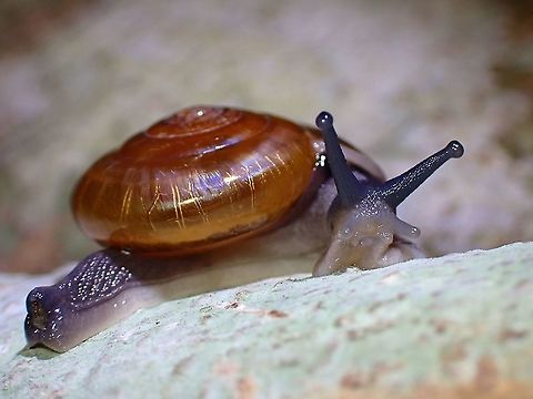 Snail - Sarika resplendens  Malaysia,Sarika resplendens,Selangor,Snail