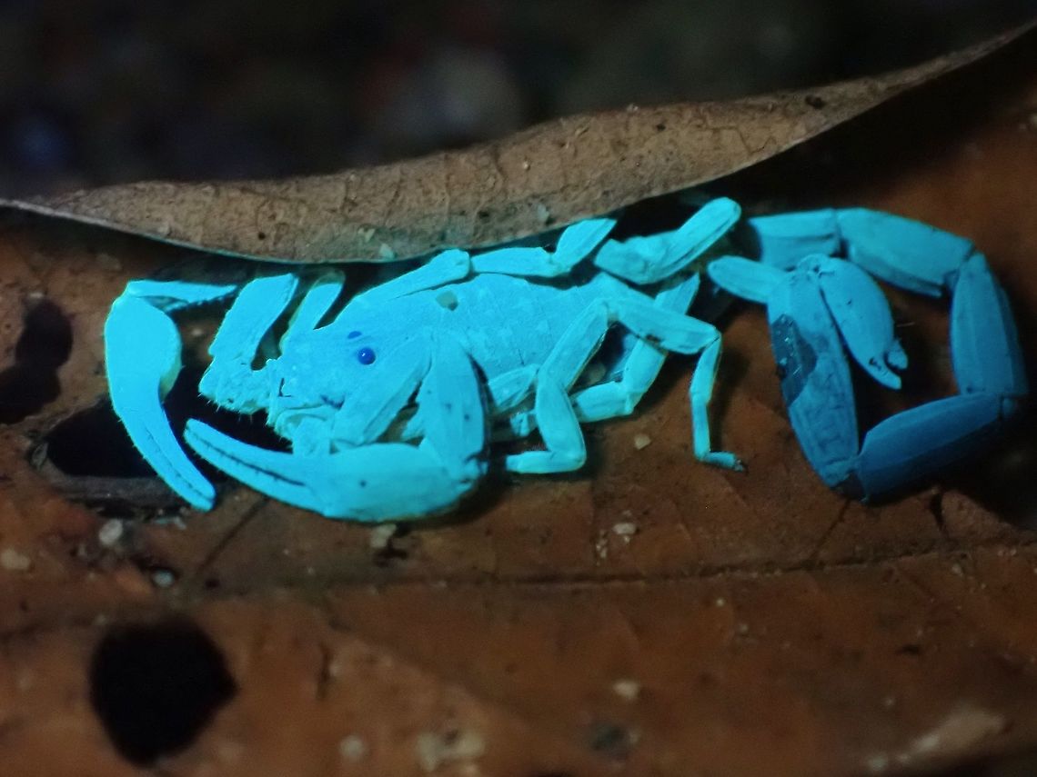 Scorpion under UV Was told by photographer friends that a good UV photo will only shows on the subject that is supposed to glow and other parts should looks &#039;natural&#039;.  In this picture, was able to achieve that, the dried leaf still shows us quite naturally in brown/dark brown colour and only  the Scorpion is glowing. Arrowbreasted Scorpion,Lychas scutilus,Malaysia,Scorpion,Selangor,Ultra Violet Light,Wood Scorpion