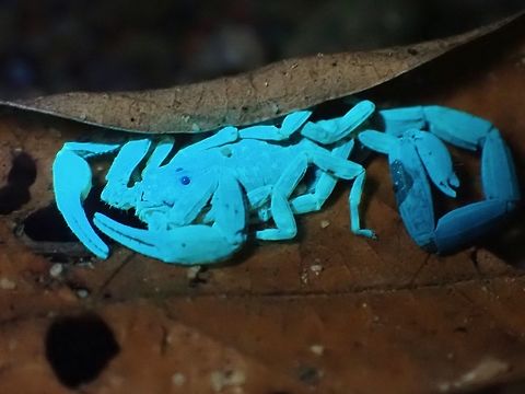Scorpion under UV Was told by photographer friends that a good UV photo will only shows on the subject that is supposed to glow and other parts should looks 'natural'.  In this picture, was able to achieve that, the dried leaf still shows us quite naturally in brown/dark brown colour and only  the Scorpion is glowing. Arrowbreasted Scorpion,Lychas scutilus,Malaysia,Scorpion,Selangor,Ultra Violet Light,Wood Scorpion