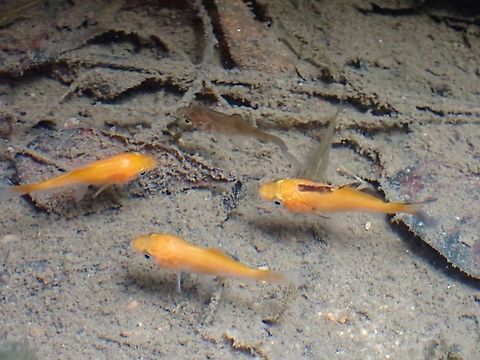 Goldfish in the wild  Carassius auratus,Fish,Goldfish,Malaysia,Selangor