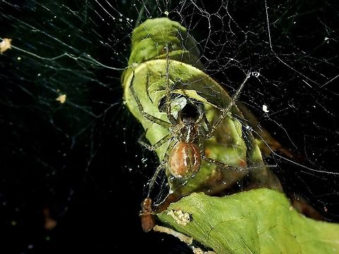 Nursery Web Spider - Sphedanus quadrimaculatus  Malaysia,Nursery Web Spider,Selangor,Sphedanus quadrimaculatus,Spider