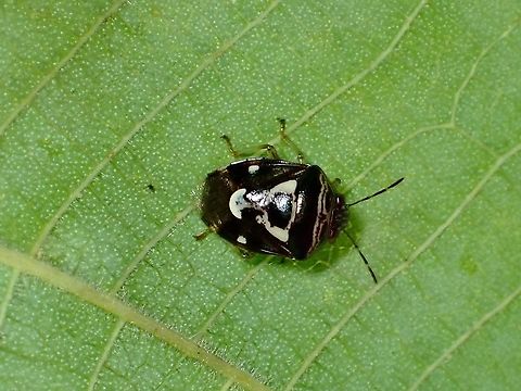 Stink Bug - Menida formosa  Malaysia,Menida formosa,Selangor,Stink Bug