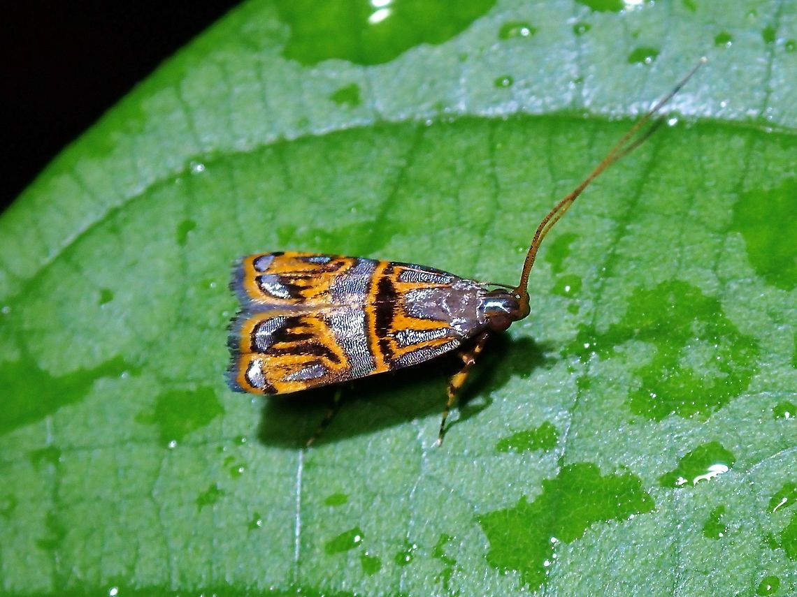 Long-Horned Moth - Lecithocera biferrinella  Halolaguna biferrinella,Long-Horned Moth,Malaysia,Moth,Selangor