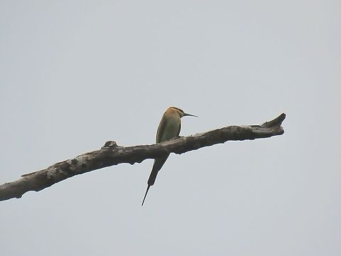 Blue-Tailed Bee-Eater - Merops philippinus                                 Bee-Eater,Bird,Blue-Tailed Bee-Eater,Malaysia,Merops philippinus,Selangor