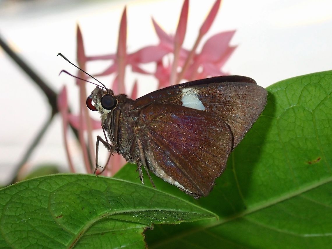 Common Banded Demon - Notocrypta paralysos  Butterfly,Common banded demon,Malaysia,Notocrypta paralysos,Selangor