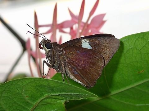 Common Banded Demon - Notocrypta paralysos  Butterfly,Common banded demon,Malaysia,Notocrypta paralysos,Selangor