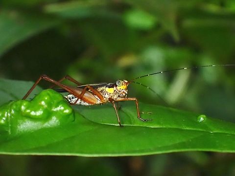 Cricket - Nisitrus malaya  Cricket,Malaysia,Nisitrus malaya,Selangor