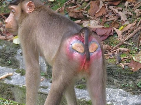Beautiful Bum! Macaca nemestrina,Macaque,Malaysia,Pig-Tailed Macaque,Selangor,Southern Pig-Tailed Macaque