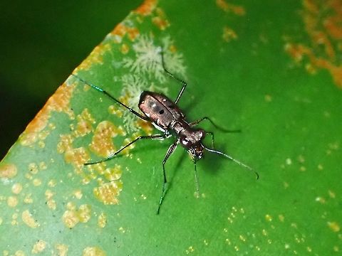 Tiger Beetle - Cylindera discreta  Beetle,Cylindera discreta,Malaysia,Selangor,Tiger Beetle