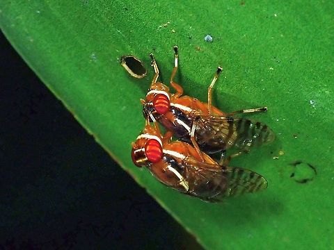 Signal Fly - Scholastes cinctus  Fly,Malaysia,Scholastes cinctus,Selangor,Signal Fly