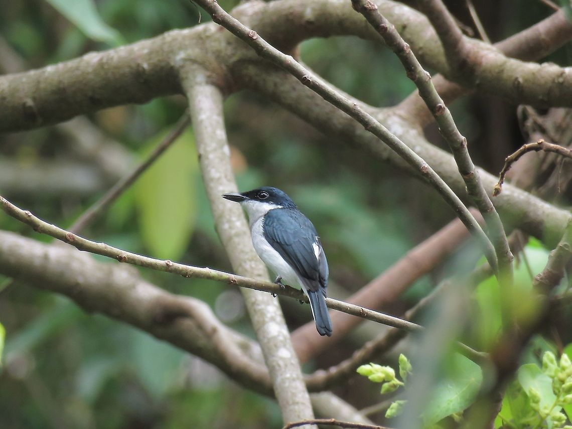 Black-Winged Flycatcher-Shrike - Hemipus hirundinaceus                                 Bird,Black-Winged Fycatcher-Shrike,Flycatcher,Hemipus hirundinaceus,Malaysia,Selangor,Shrike