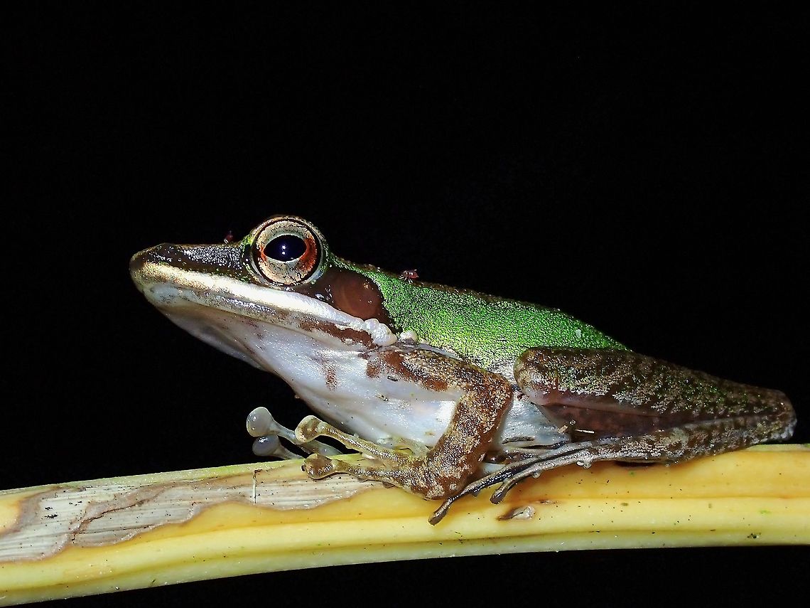 Large White-Lipped Frog - Chalcorana megalonesa  Chalcorana megalonesa,Frog,Malaysia,Selangor,White-Lipped Frog