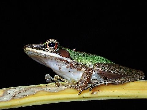 Large White-Lipped Frog - Chalcorana megalonesa  Chalcorana megalonesa,Frog,Malaysia,Selangor,White-Lipped Frog