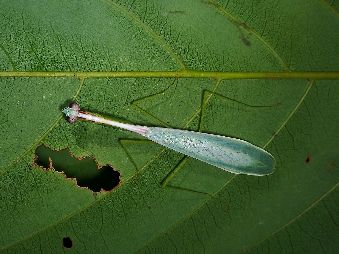 Praying Mantis - Leptomantella albella First picture of Praying Mantis from Family Leptomantellidae on JD. Leptomantella albella,Malaysia,Mantis,Praying Mantis,Selangor