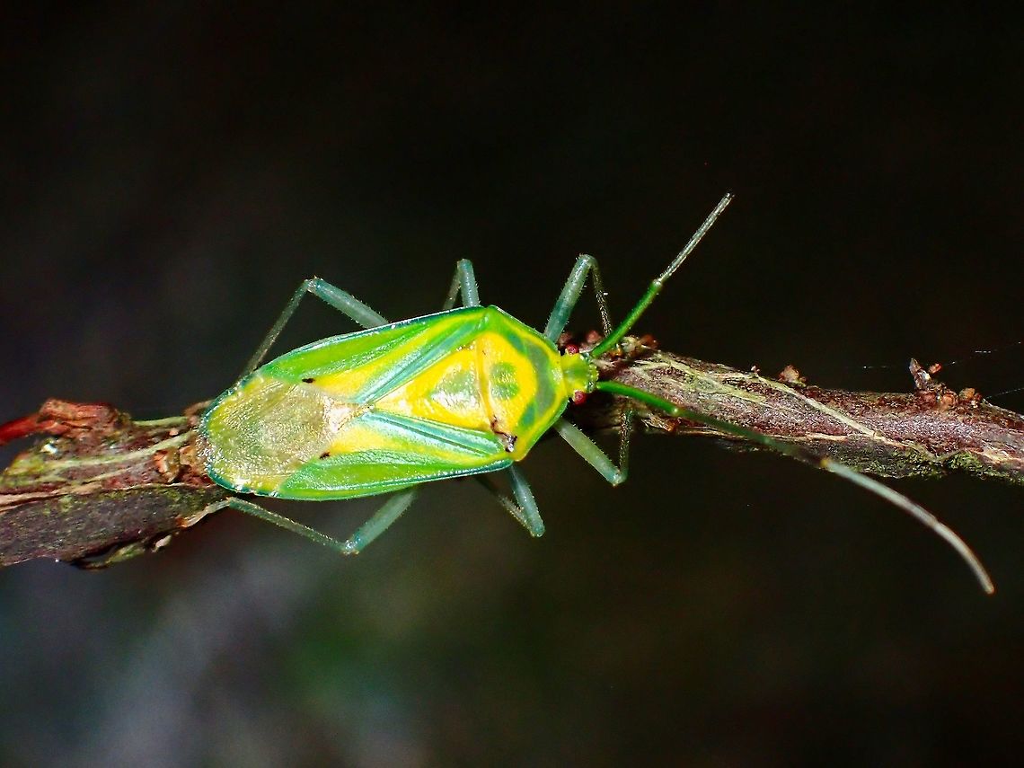 Beautifully Stinky Stink Bug - Urolabida histrionica<br />
<br />
First picture of Stink Bug from Family Urostylididae.<br />
Personal milestone, species #3000 #JDmilestone,Malaysia,Selangor,Stink Bug,Urolabida histrionica