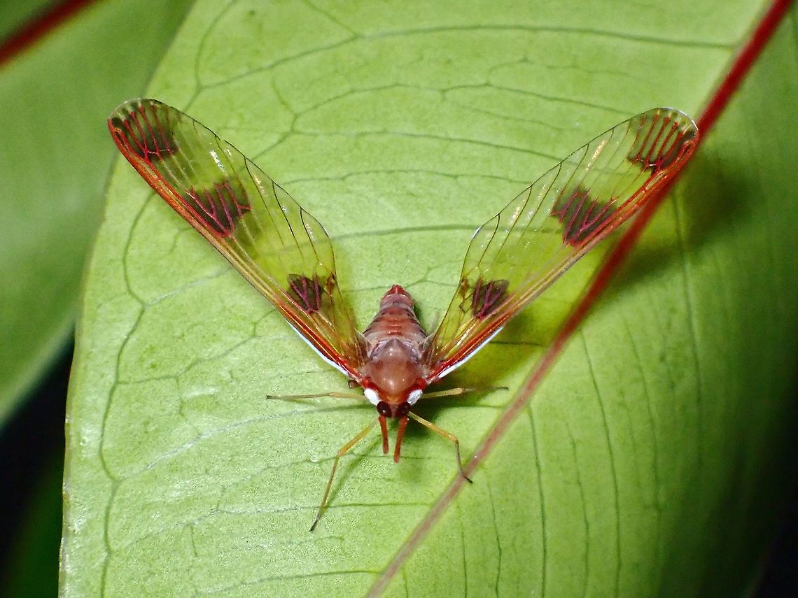 Peggia sp. #1, Tribe Zoraidini During a recent road trip to different location in Malaysia after travel restriction due to Pandemic was lifted, I found this beautiful Derbid Planthopper.<br />
<br />
Feedback from Entomologist who specialises in Derbid Planthoppers indicates this is likely a species new to Science. They are certain it is under Tribe Zoraidini but is not definitely sure yet if it is under genus Peggia. Derbid Planthopper,Hopper,Malaysia,Peggia,Peggia sp.,Planthopper,Selangor,Zoraidini