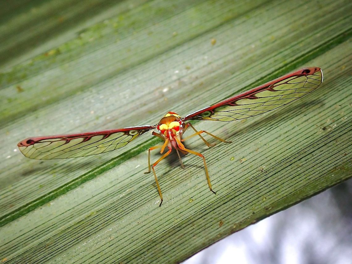 Peggia sp. #2, Trib Zoraidini During a recent road trip to different location in Malaysia after travel restriction due to Pandemic was lifted, I found this beautiful Derbid Planthopper.<br />
<br />
Feedback from Entomologist who specialises in Derbid Planthoppers indicates this is likely a species new to Science. They are certain it is under Tribe Zoraidini but is not definitely sure yet if it is under genus Peggia. Derbid Planthopper,Hopper,Malaysia,Peggia,Peggia sp.,Planthopper,Selangor,Zoraidini