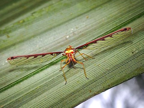 Peggia sp. #2, Trib Zoraidini During a recent road trip to different location in Malaysia after travel restriction due to Pandemic was lifted, I found this beautiful Derbid Planthopper.

Feedback from Entomologist who specialises in Derbid Planthoppers indicates this is likely a species new to Science. They are certain it is under Tribe Zoraidini but is not definitely sure yet if it is under genus Peggia. Derbid Planthopper,Hopper,Malaysia,Peggia,Peggia sp.,Planthopper,Selangor,Zoraidini