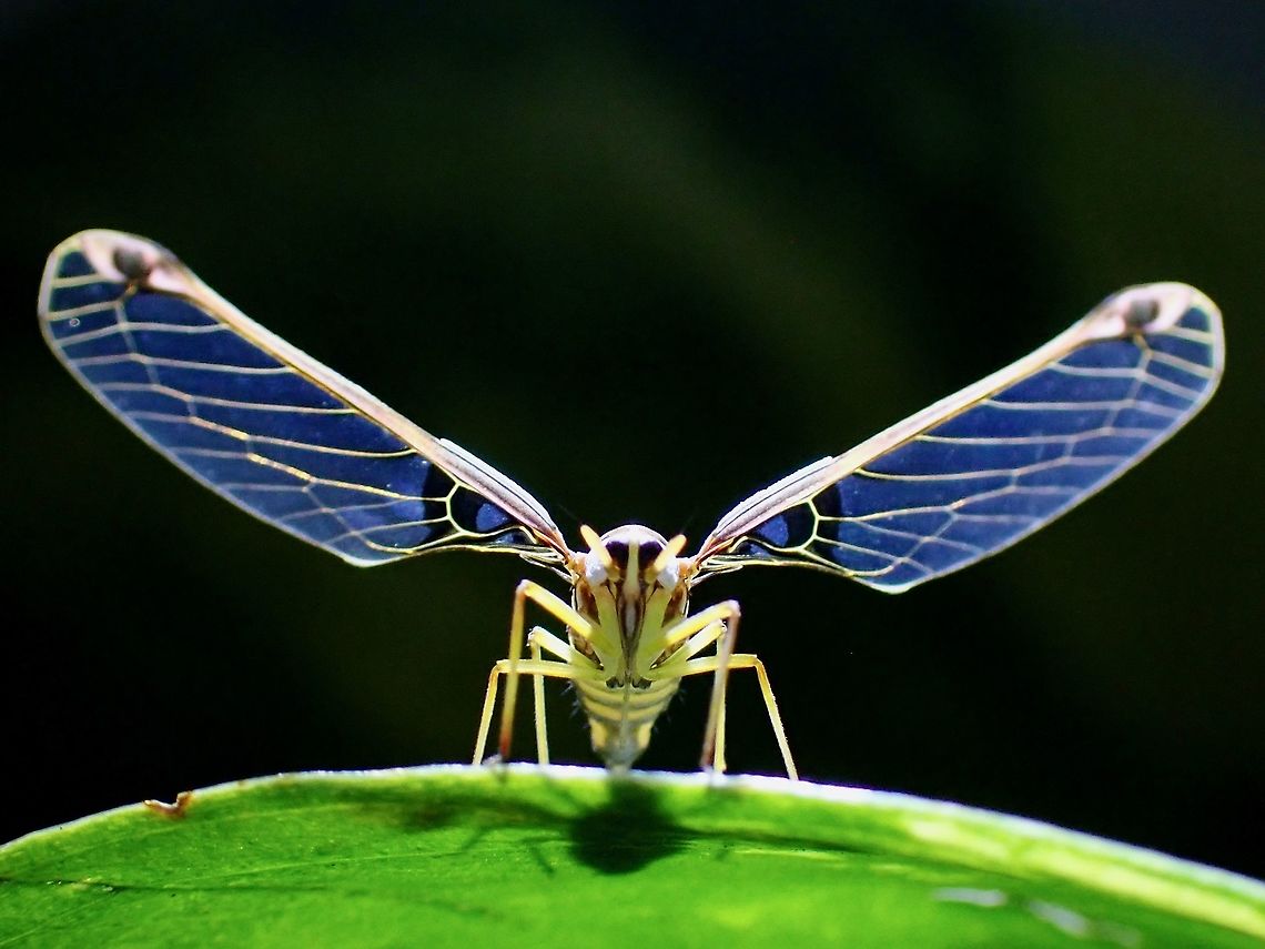 Peggia sp. #3, Tribe Zoraidini During a recent road trip to different location in Malaysia after travel restriction due to Pandemic was lifted, I found this beautiful Derbid Planthopper.<br />
<br />
Feedback from Entomologist who specialises in Derbid Planthoppers indicates this is likely a species new to Science. They are certain it is under Tribe Zoraidini but is not definitely sure yet if it is under genus Peggia. Derbid Planthopper,Hopper,Malaysia,Peggia,Peggia sp.,Planthopper,Selangor,Zoraidini