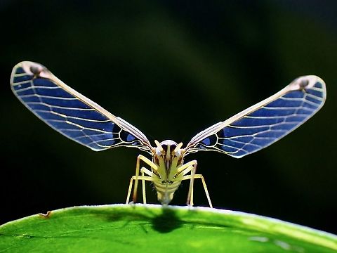 Peggia sp. #3, Tribe Zoraidini During a recent road trip to different location in Malaysia after travel restriction due to Pandemic was lifted, I found this beautiful Derbid Planthopper.

Feedback from Entomologist who specialises in Derbid Planthoppers indicates this is likely a species new to Science. They are certain it is under Tribe Zoraidini but is not definitely sure yet if it is under genus Peggia. Derbid Planthopper,Hopper,Malaysia,Peggia,Peggia sp.,Planthopper,Selangor,Zoraidini