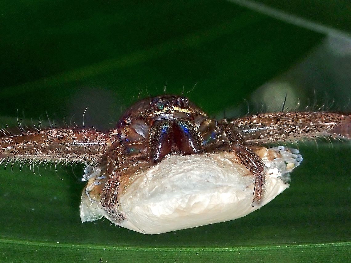 Newly Hatched Babies Had originally didn&#039;t noticed the tiny babies crawling out of the egg sac, there are 2 seen in the pic, one on each side of the egg sac. Heteropoda,Huntsman Spider,Malaysia,Selangor,Spider