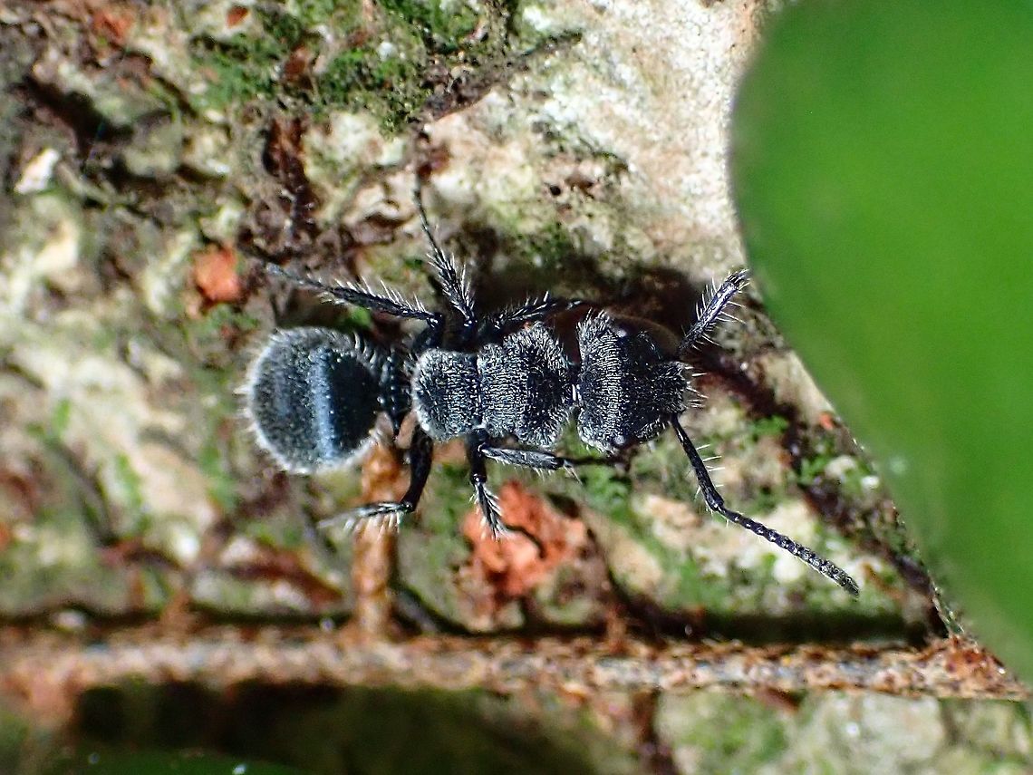 Ants - Echinopla lineata  Ants,Echinopla lineata,Malaysia,Selangor