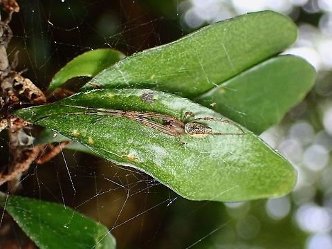 Big-Bellied Tylorida - Tylorida ventralis  Big-Bellied Tylorida,Malaysia,Selangor,Spider,Tylorida ventralis