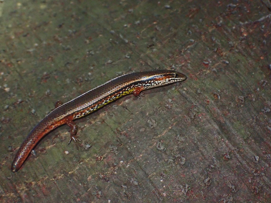 Tiny Legs  Bowring's Supple Skink,Malaysia,Selangor,Skink,Subdoluseps bowringii