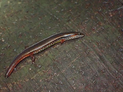 Tiny Legs Bowring's Supple Skink,Malaysia,Selangor,Skink,Subdoluseps bowringii