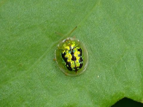 Green Tortoise Beetle - Cassida circumdata  Beetle,Cassida circumdata,Green Tortoise Beetle,Malaysia,Selangor,Tortoise Beetle