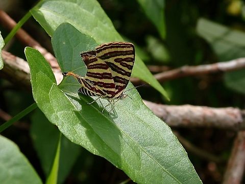 Long-Banded Silverline - Cigaritis lohita  Butterfly,Cigaritis lohita,Long-banded silverline,Malaysia,Selangor