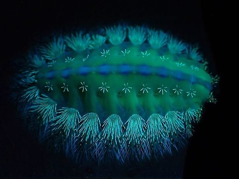 Glow! Typical of most caterpilars of Limacodidae, they have lots of 'spines' instead of hairs.
This one looks not too bad but it was mostly green in colour, thus camouflage very well on the green leaf.
Was surprised that it does 'glows' a bit under UV light and using low light, was able to 'block' out the green leaf it was on to bring out more details of this beauty :D Caterpillar,Limacodidae,Malaysia,Penang,Stinging Slug Caterpillar,Thosea,Thosea sp.,Ultra Violet Light