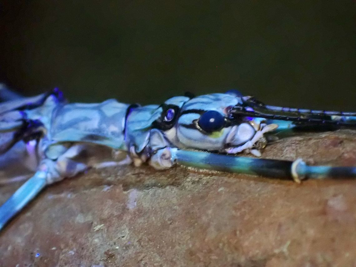 Feeling Blue Female Phasmid - Aschiphasma annulipes under UV lighting. Aschiphasma annulipes,Malaysia,Penang,Phasmatodea,Phasmid,Phasmida,Stick Insect,Ultra Violet Light