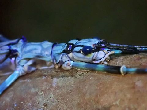 Feeling Blue Female Phasmid - Aschiphasma annulipes under UV lighting. Aschiphasma annulipes,Malaysia,Penang,Phasmatodea,Phasmid,Phasmida,Stick Insect,Ultra Violet Light
