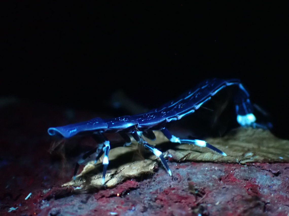 Firefly Glow! Female Firefly of the genus Pyrocoelia, likely Pyrocoelia analis still retains her larval form as adult.<br />
Picture taken with UV light, capturing the end of her tail glowing.<br />
<br />
ID based on documented Male of the species documented from the same vicinity.<br />
<br />
Male of the species can be seen here :<br />
<br />
<figure class="photo"><a href="https://www.jungledragon.com/image/124222/firefly_-_pyrocoelia_analis.html" title="Firefly - Pyrocoelia analis"><img src="https://s3.amazonaws.com/media.jungledragon.com/images/2994/124222_thumb.jpeg?AWSAccessKeyId=05GMT0V3GWVNE7GGM1R2&Expires=1759968010&Signature=tEFpgD0xLQSA6rQH6%2FZ8C8qcdL0%3D" width="200" height="150" alt="Firefly - Pyrocoelia analis Male Firefly as female of the species retain her larval form.<br />
<br />
Female of this species can be seen here :<br />
<br />
https://www.jungledragon.com/image/125001/firefly_glow.html Beetle,Firefly,Malaysia,Penang,Pyrocoelia analis" /></a></figure> Beetle,Firely,Malaysia,Penang,Pyrocoelia analis,Pyrocoelia sp.,Ultra Violet Light