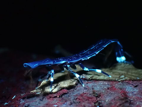 Firefly Glow! Female Firefly of the genus Pyrocoelia, likely Pyrocoelia analis still retains her larval form as adult.
Picture taken with UV light, capturing the end of her tail glowing.

ID based on documented Male of the species documented from the same vicinity.

Male of the species can be seen here :

https://www.jungledragon.com/image/124222/firefly_-_pyrocoelia_praetexta.html Beetle,Firely,Malaysia,Penang,Pyrocoelia analis,Pyrocoelia sp.,Ultra Violet Light